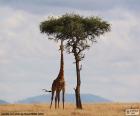 Жираф едят листья одиночных дерева